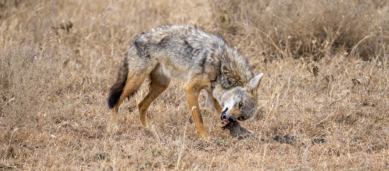 How to Support Local Communities in Tanzania’s Serengeti